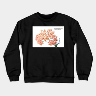 Achillea millefolium &#39;Salmon Beauty&#39; Crewneck Sweatshirt